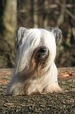 SKYE TERRIER 071